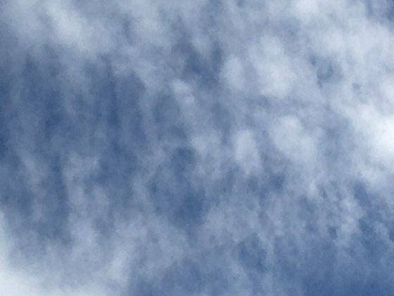高山杜鹃为何难养？揭秘海拔3000米原生品种的生长特性