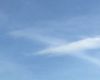 雏菊的形态特征解析：花瓣结构、叶片形状及植株生长规律介绍